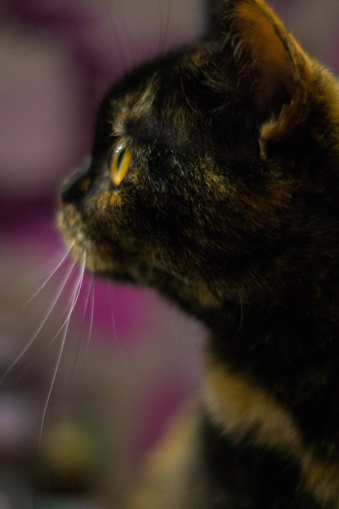 Photograph by Мария Котлярова