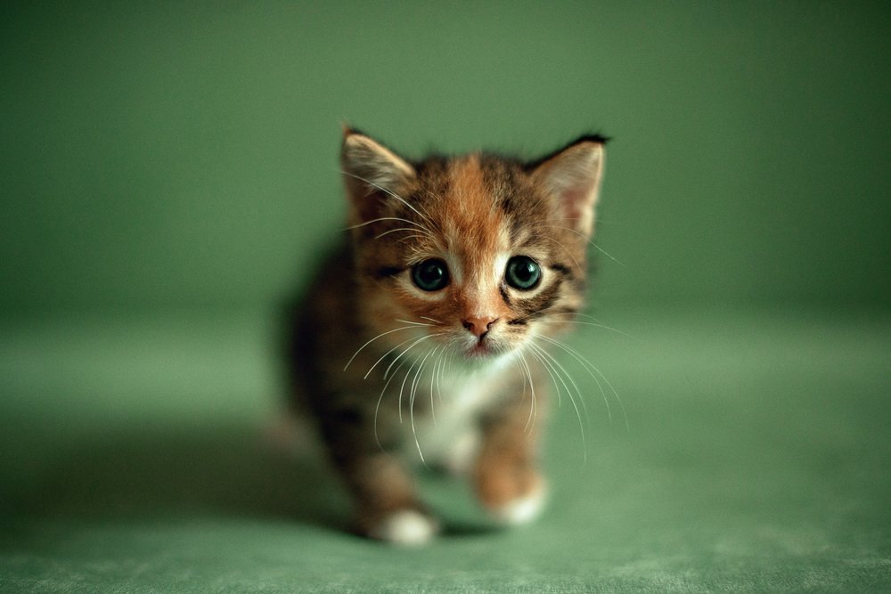 Photograph by Ирина Гиман