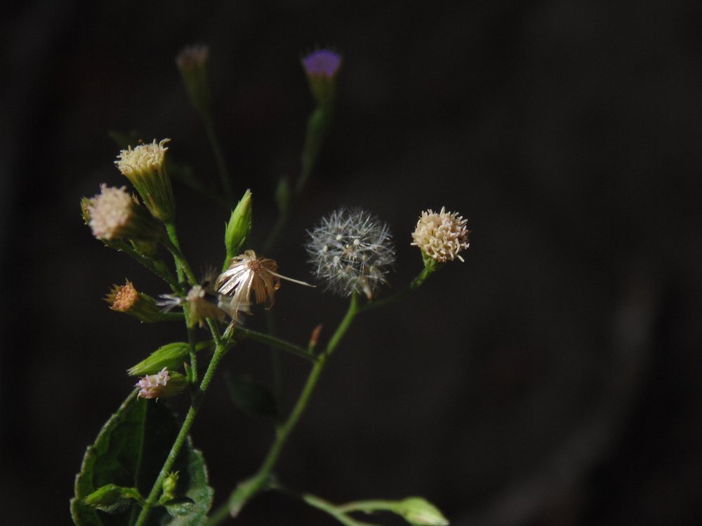 Ciclos