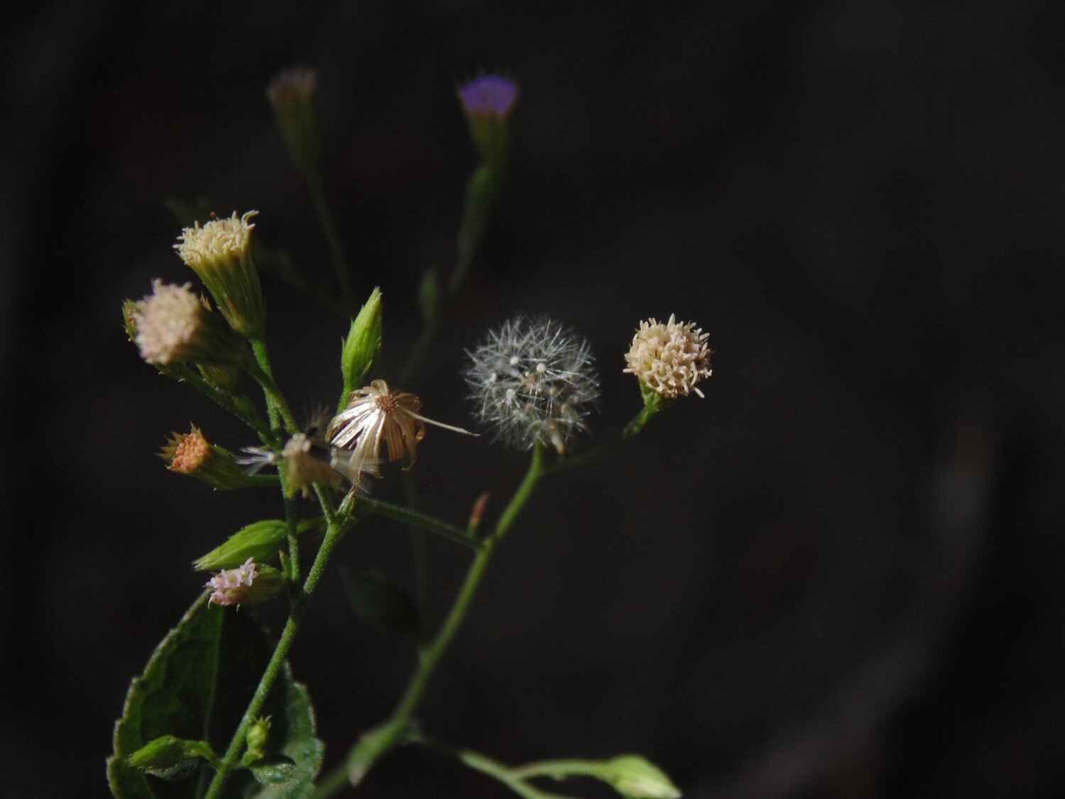 Ciclos