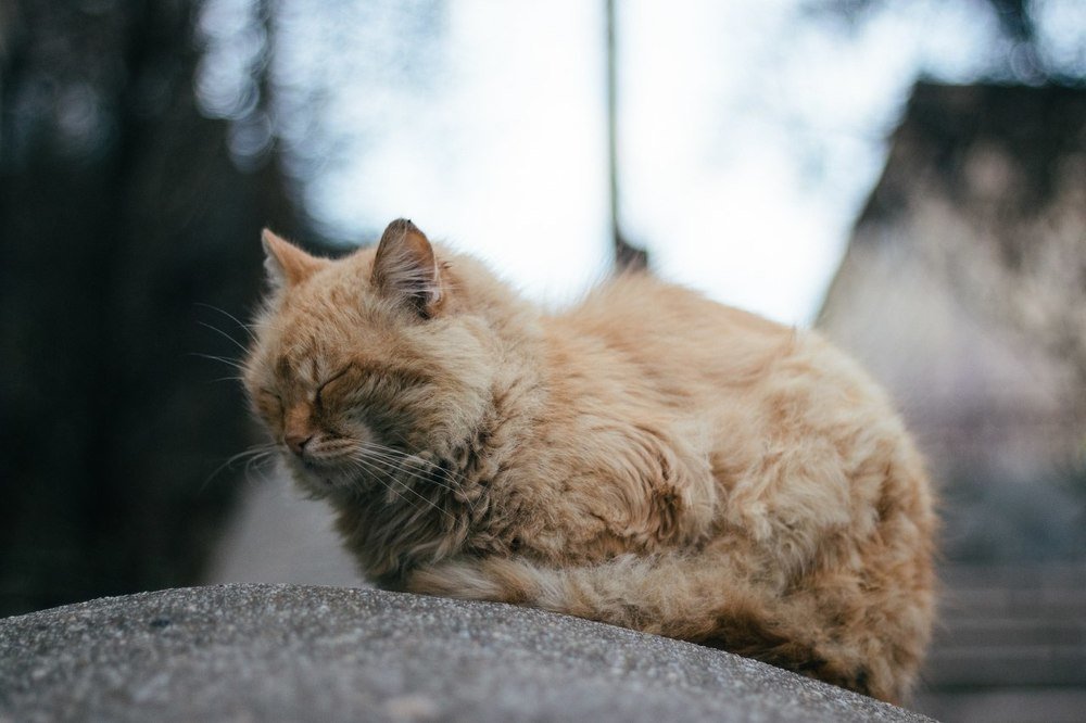 Photograph by Станислав Косматулин