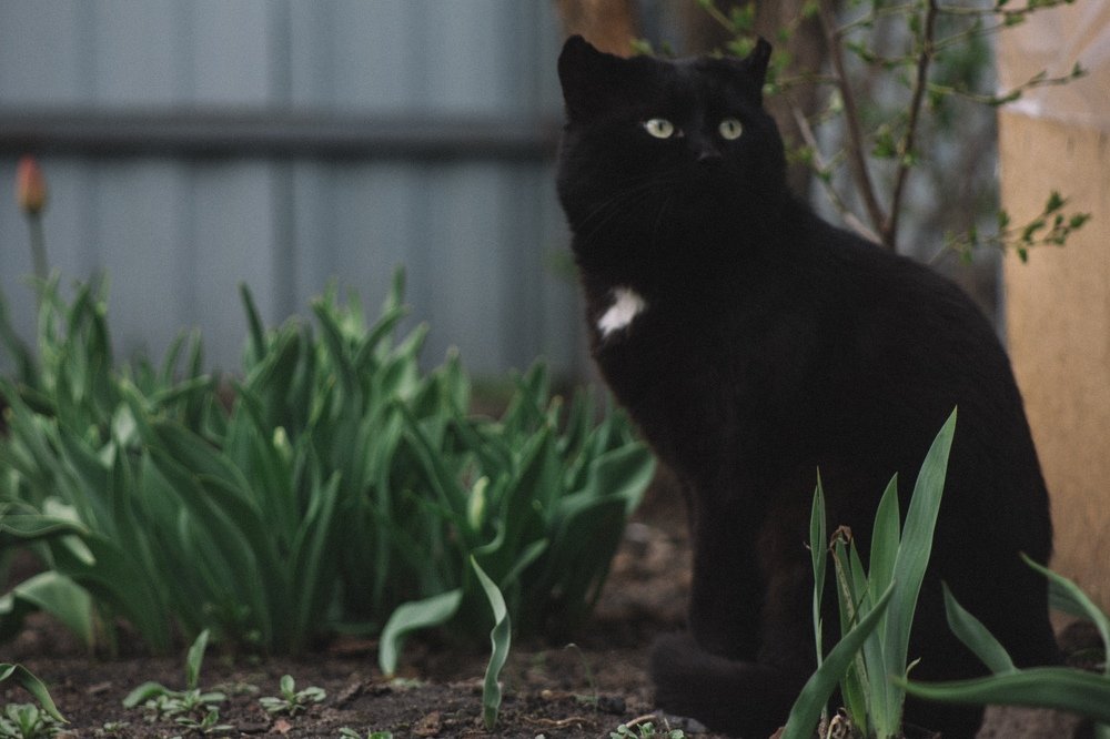 Фотография автора Екатерина Васильева