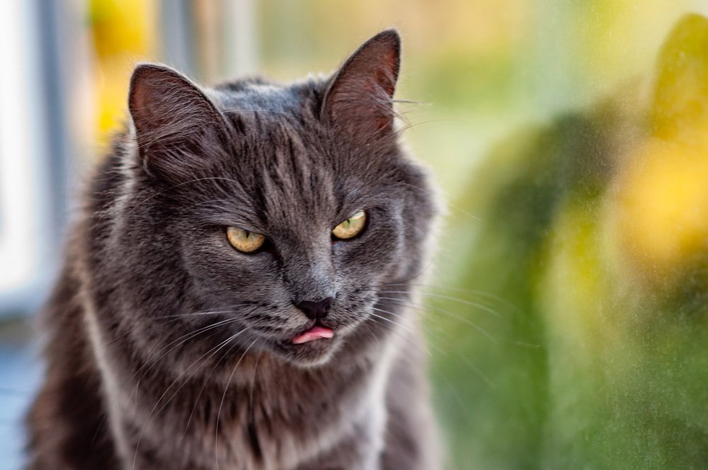 Фотография автора Александр Сенчуров