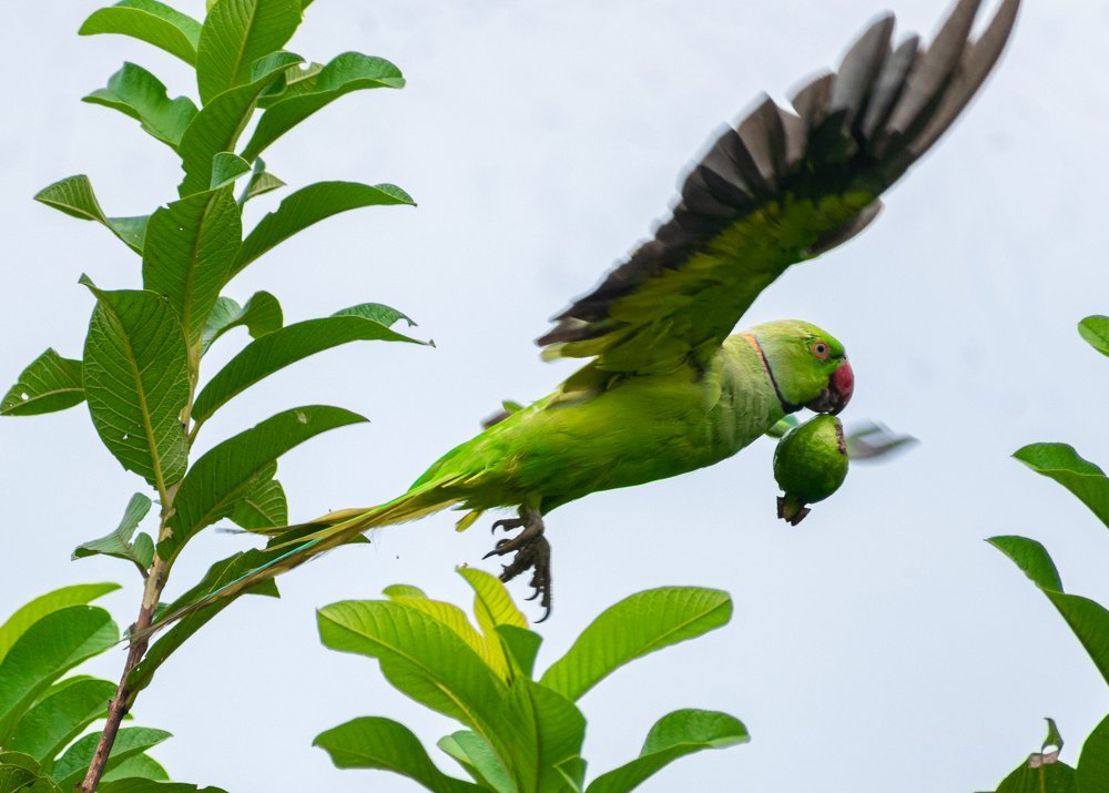 Photograph by Vivek Gogoi