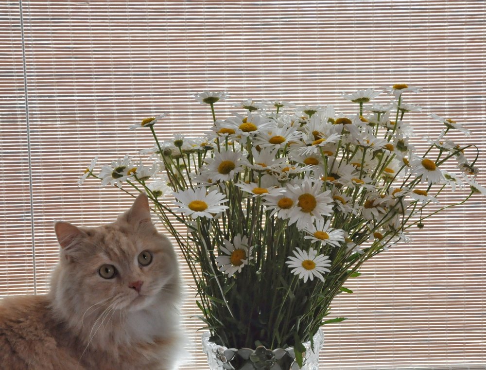 Photograph by Алина Голубева