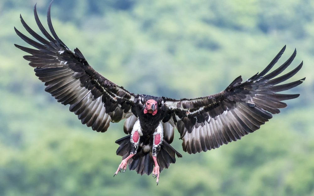 Photograph by ishor gurung