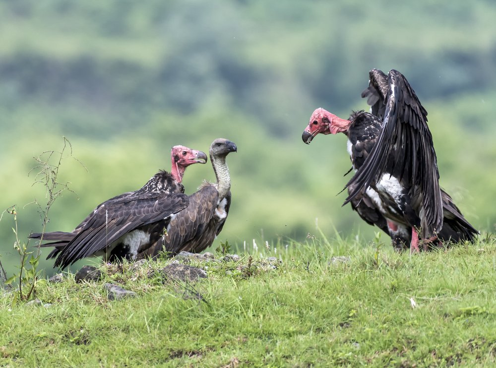 Photograph by ishor gurung