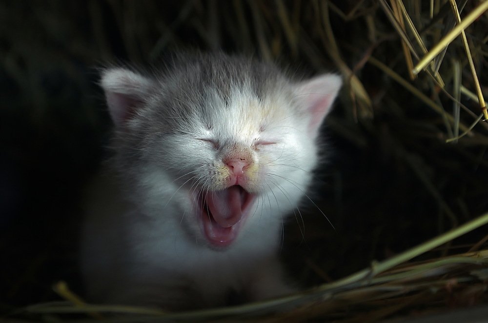 Photograph by Анатолий Святой