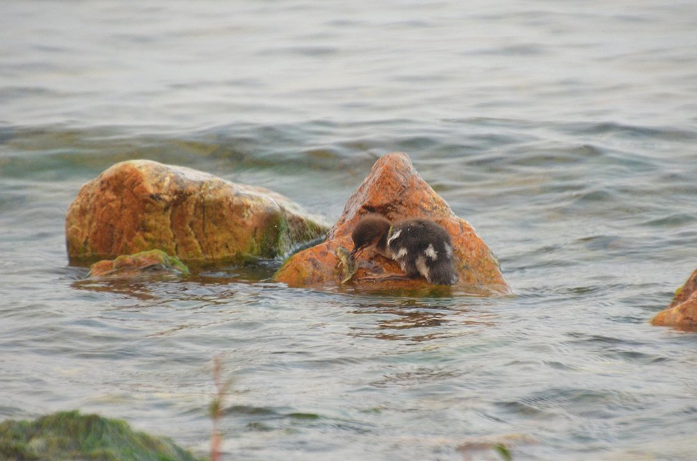Юный байкальский рыболов