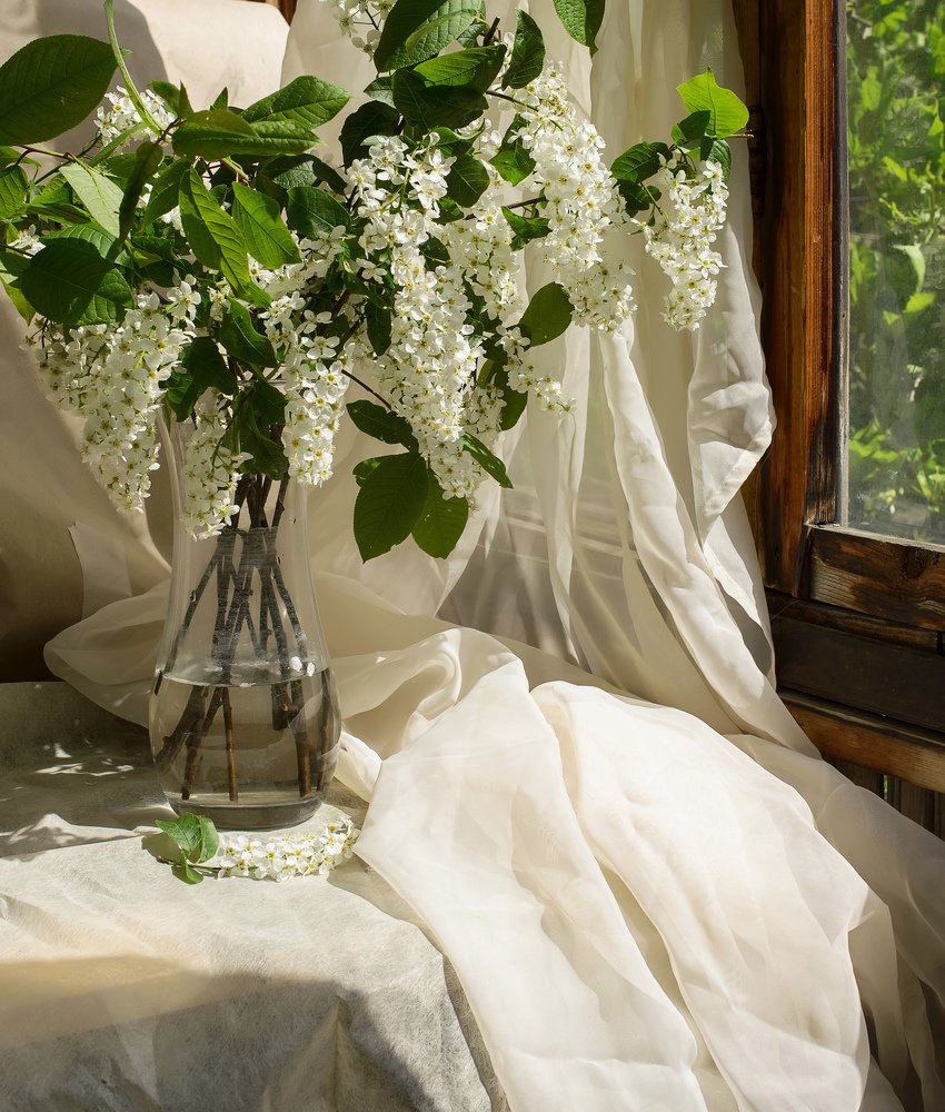 Букет черемухи