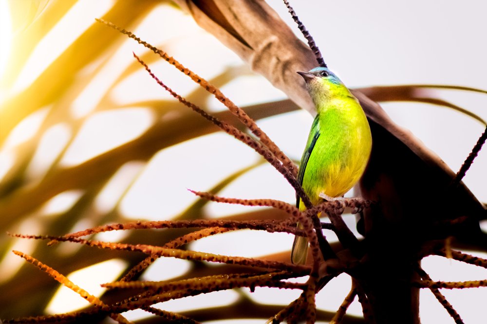 Фотография автора Gabriel de Araujo Almeida
