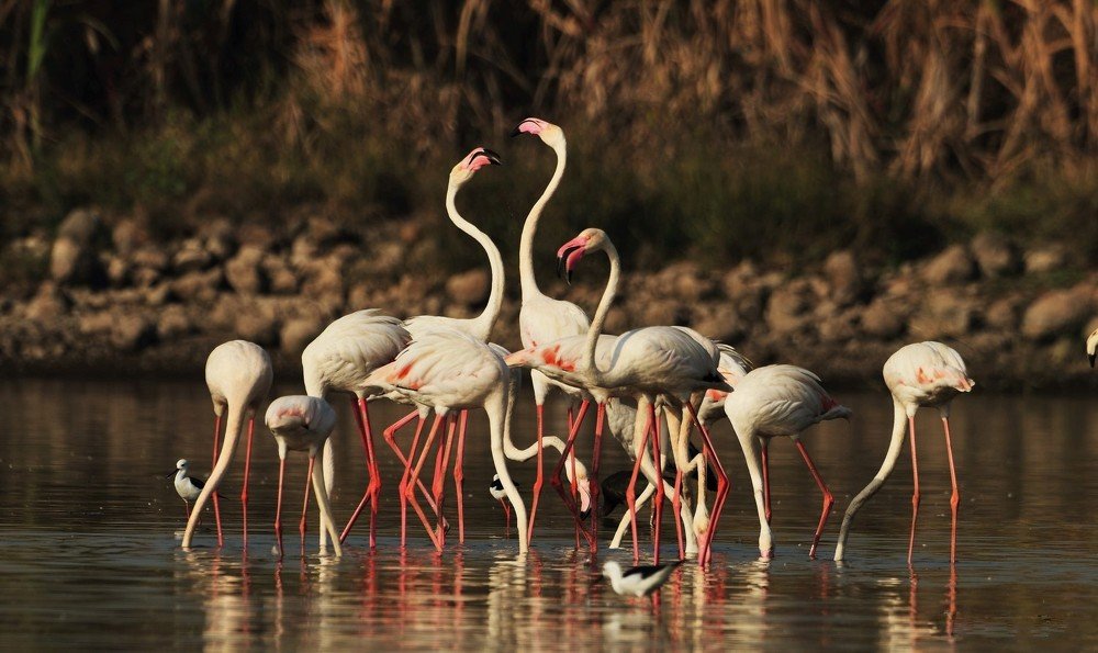 Photograph by Nirmalya Chakraborty