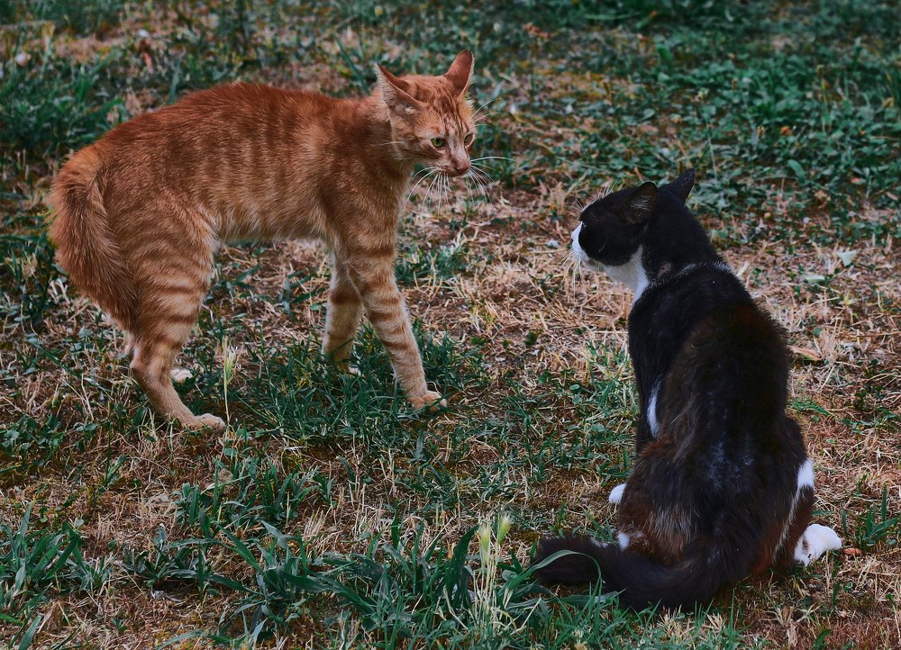 Photograph by ЗОЯ МЕДВЕДЕВА