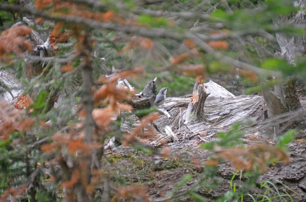 Чудеса маскировки