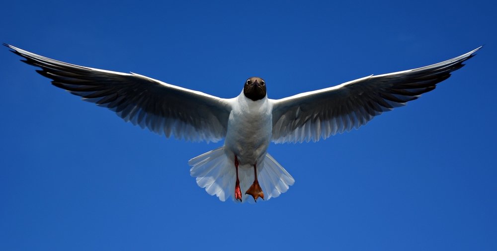 Фотография автора Глеб Рубашкин