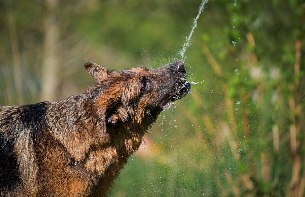Photograph by Svetlana  Palaychuk