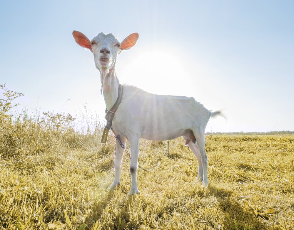 Photograph by Елена Ржевская