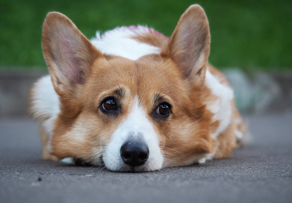 Photograph by Елена Ржевская