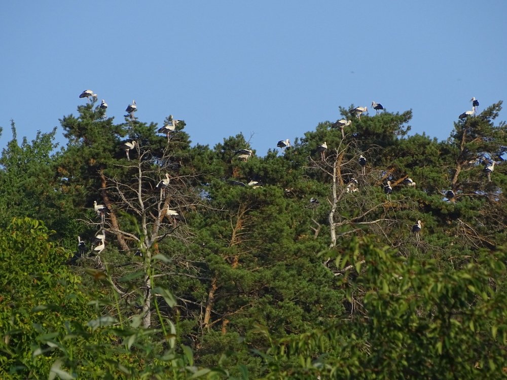Фотография автора Remus Lucescu