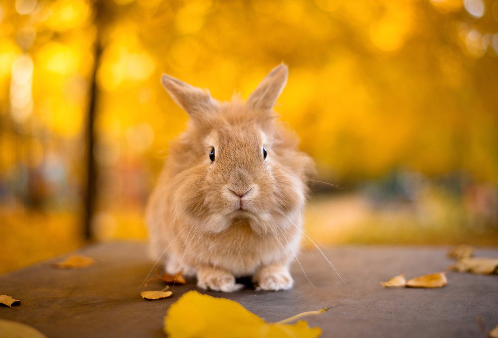 Photograph by Svetlana  Palaychuk