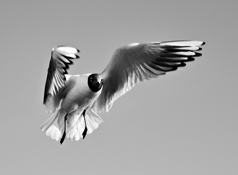 Фотография автора Глеб Рубашкин