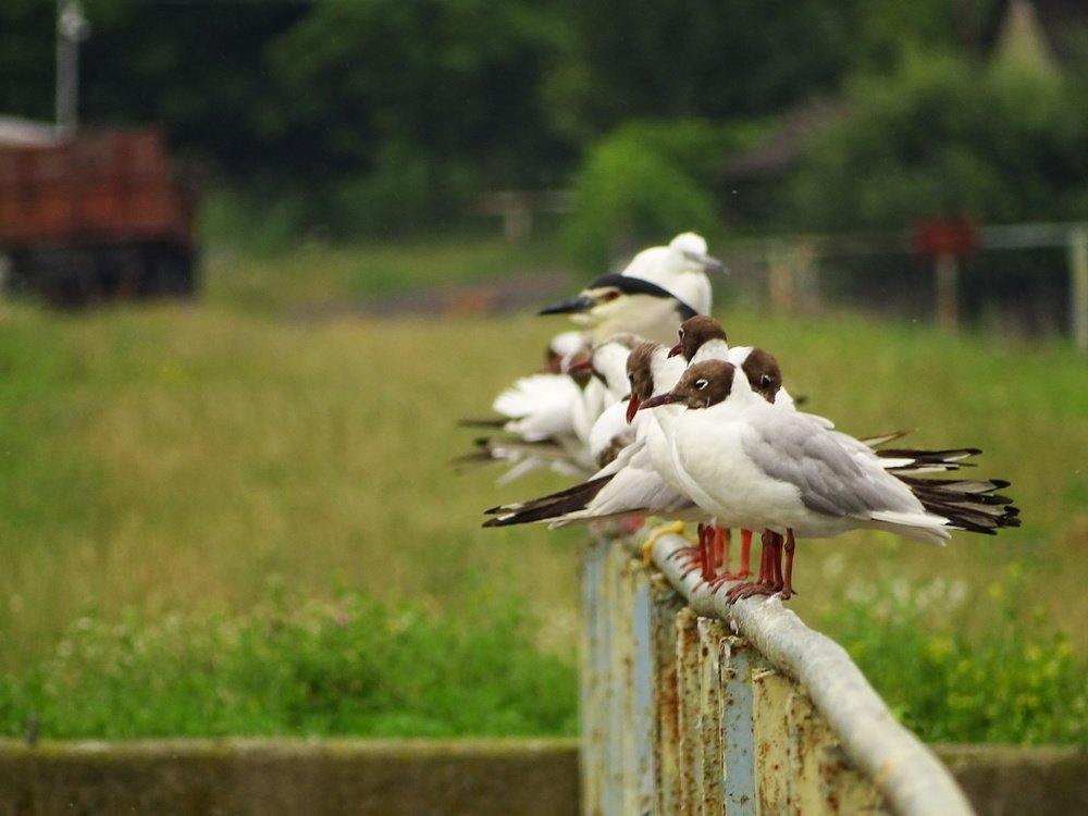 Фотография автора Remus Lucescu