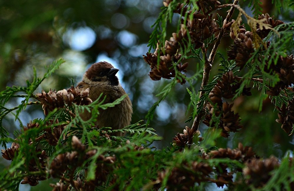 Фотография автора Глеб Рубашкин