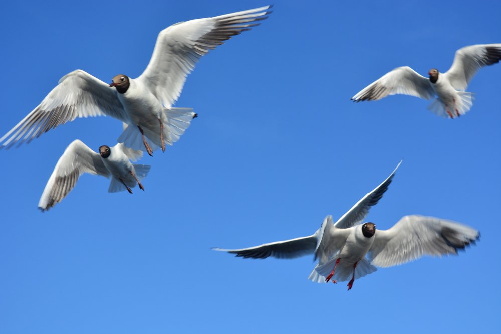 Фотография автора Глеб Рубашкин