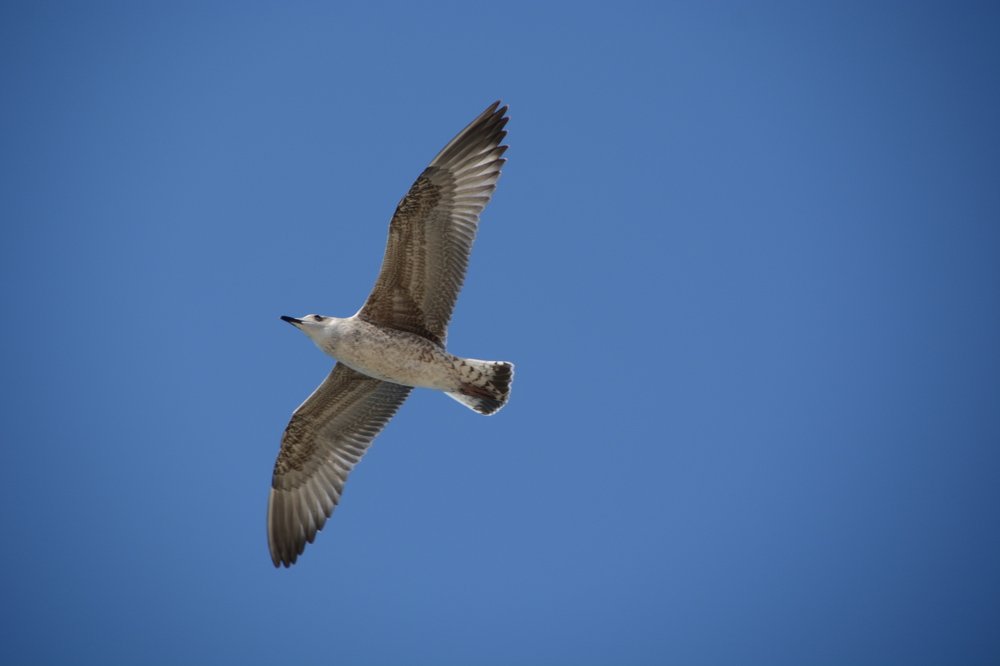Фотография автора Глеб Рубашкин