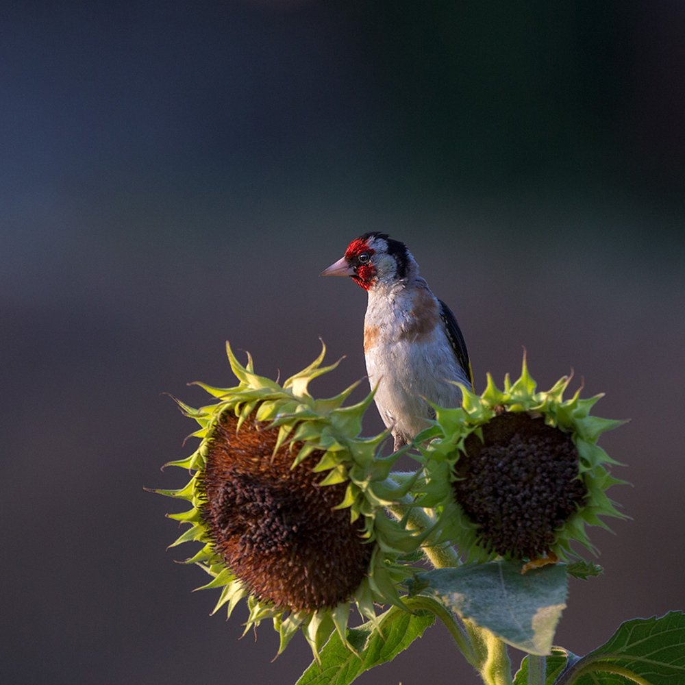 Photograph by Анатолий Макоедов