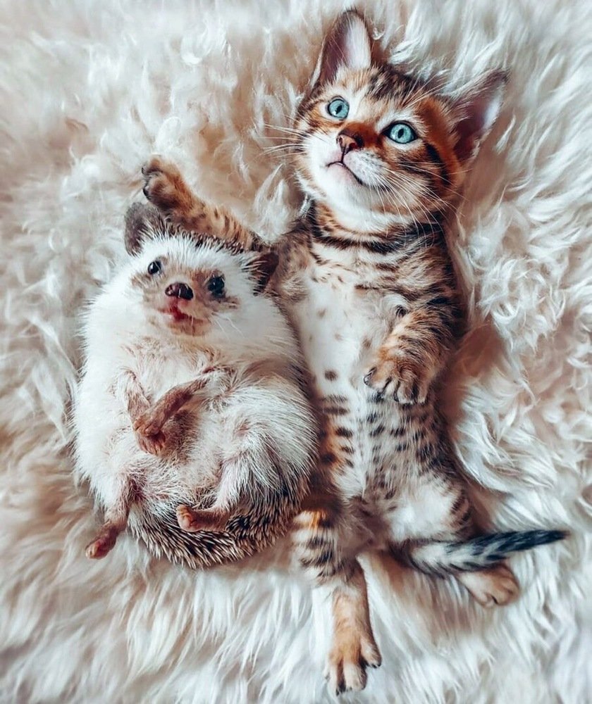 Фотография автора Mansoor Heydaryan