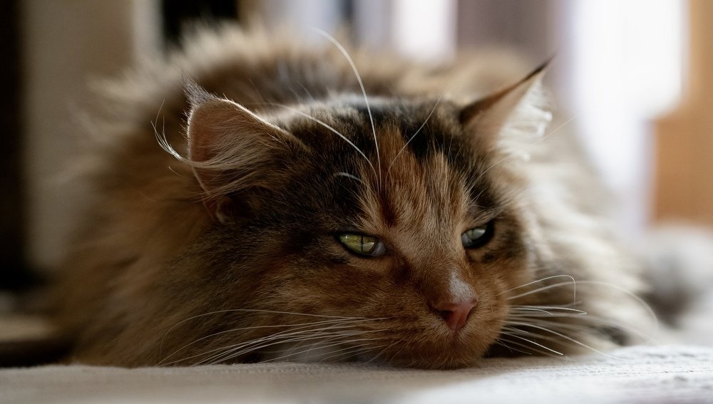 Фотография автора Mansoor Heydaryan