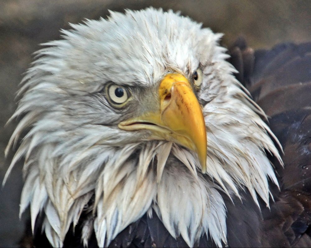 Photograph by Tatyana Markova