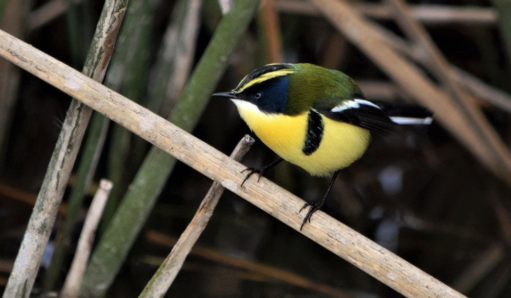 Photograph by Alfredo Jacquemard