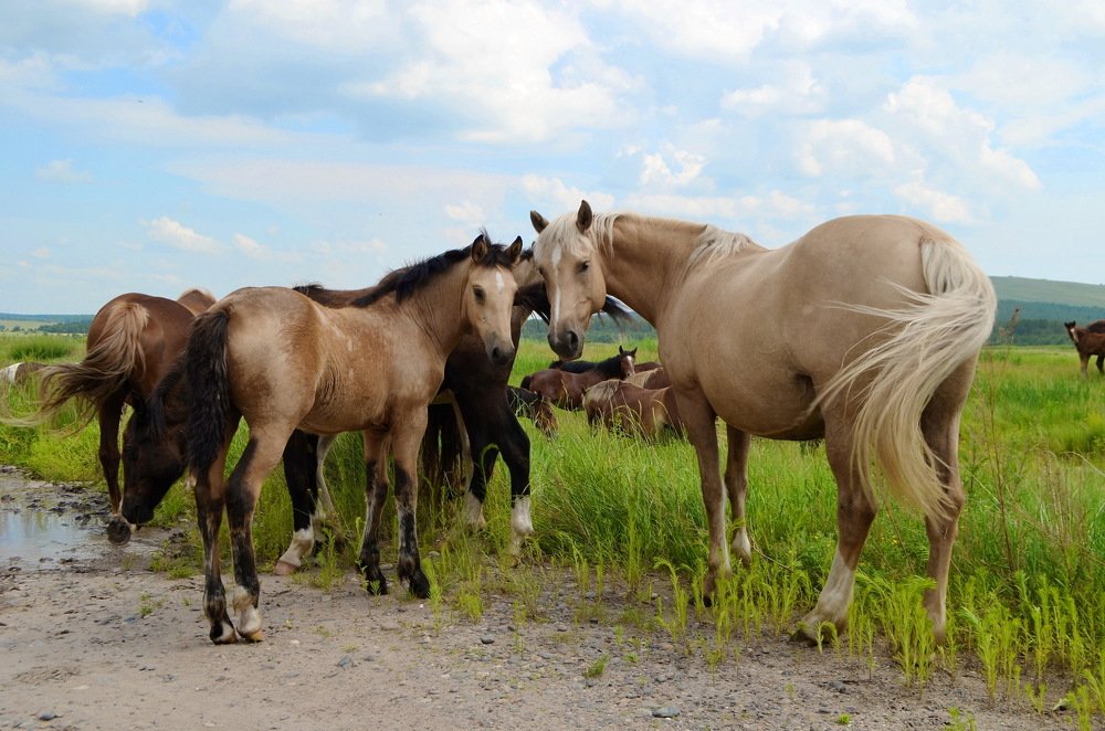 Лошади-прекрасны!