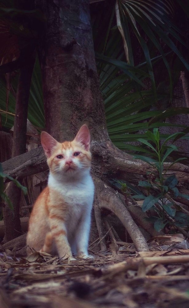 Photograph by Renz Adrian Ronda