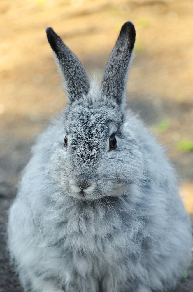 Милейшее создание