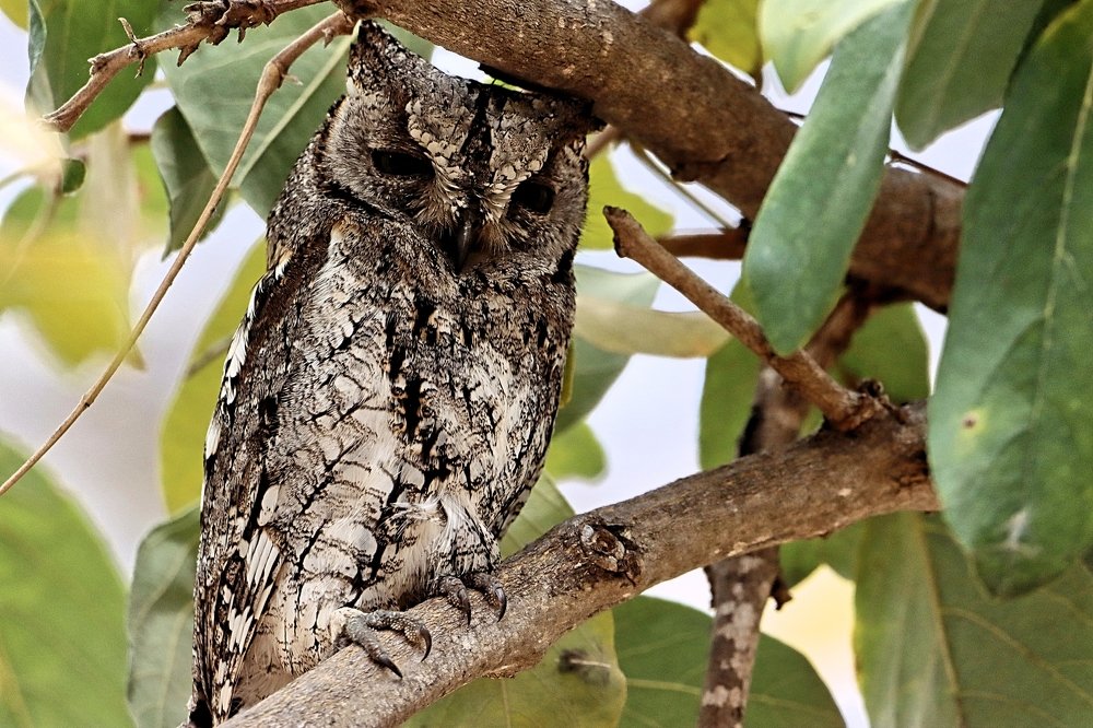 Photograph by Jacques Nel