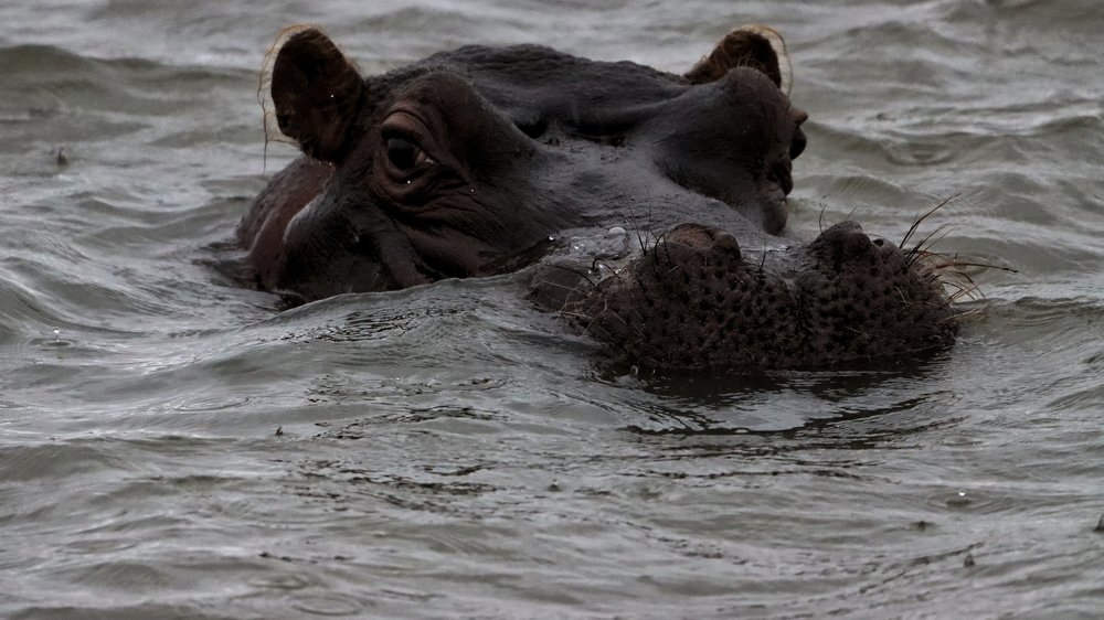 Hippo in Letaba River