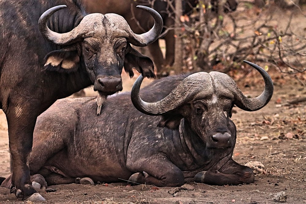 Photograph by Jacques Nel