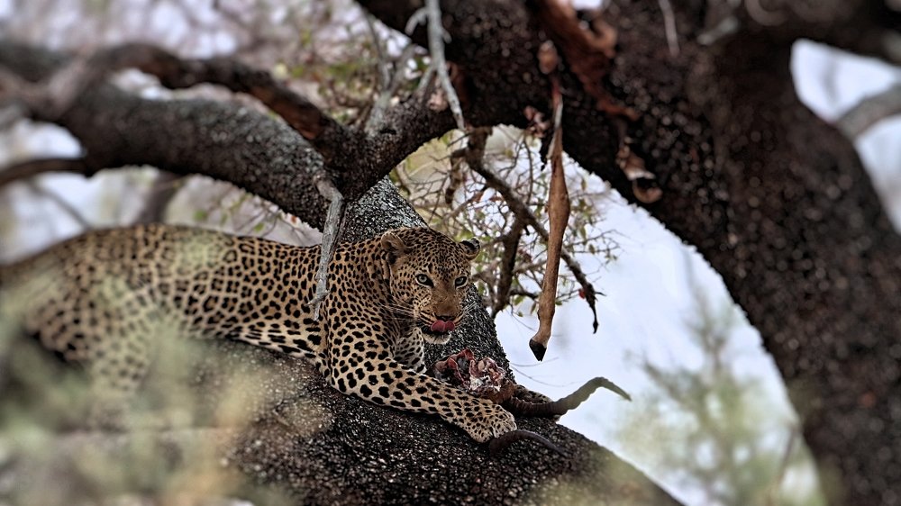 Leopard in tree with kill