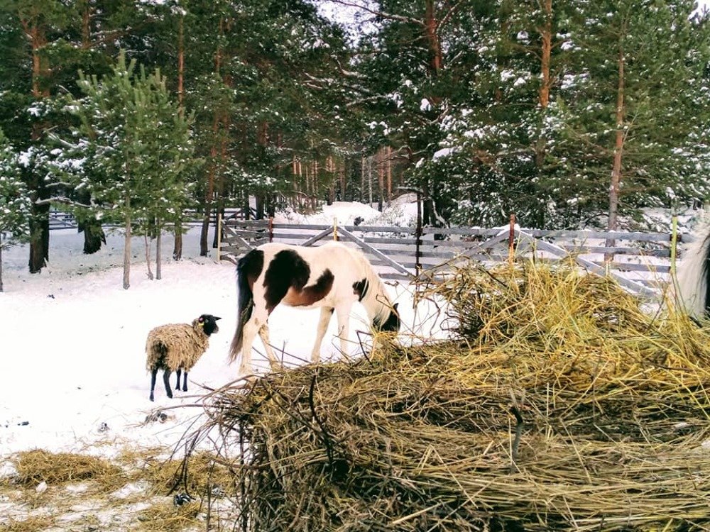 Photograph by Tatiana Koshkina