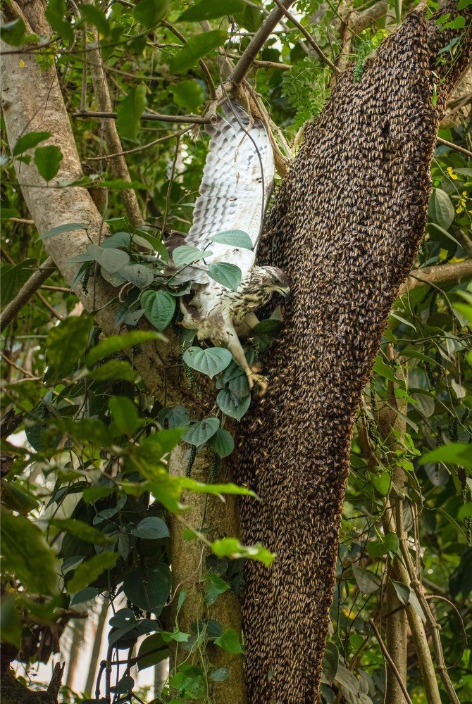 Photograph by Mridula S