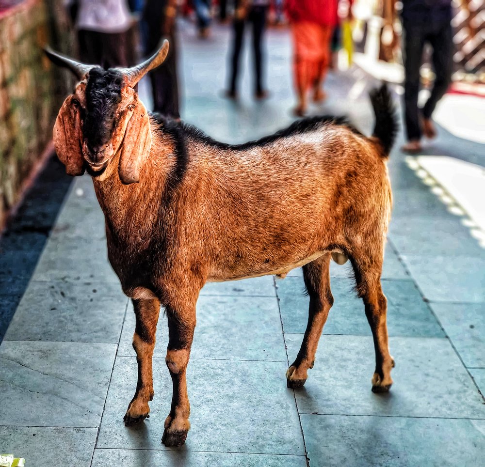 Photograph by Abhijit Roy