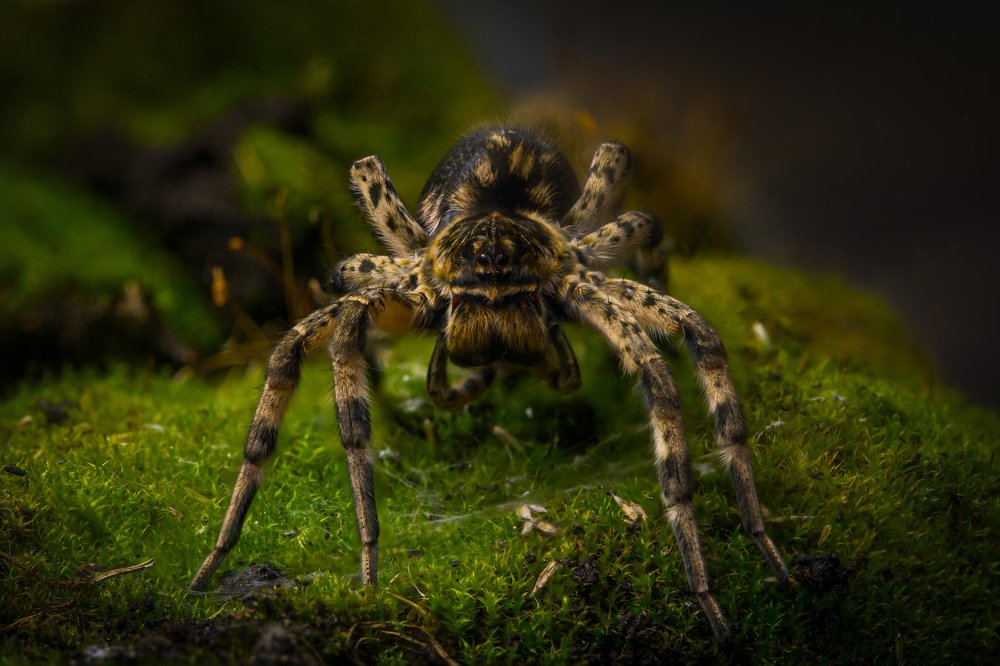 Тарантул в стойке