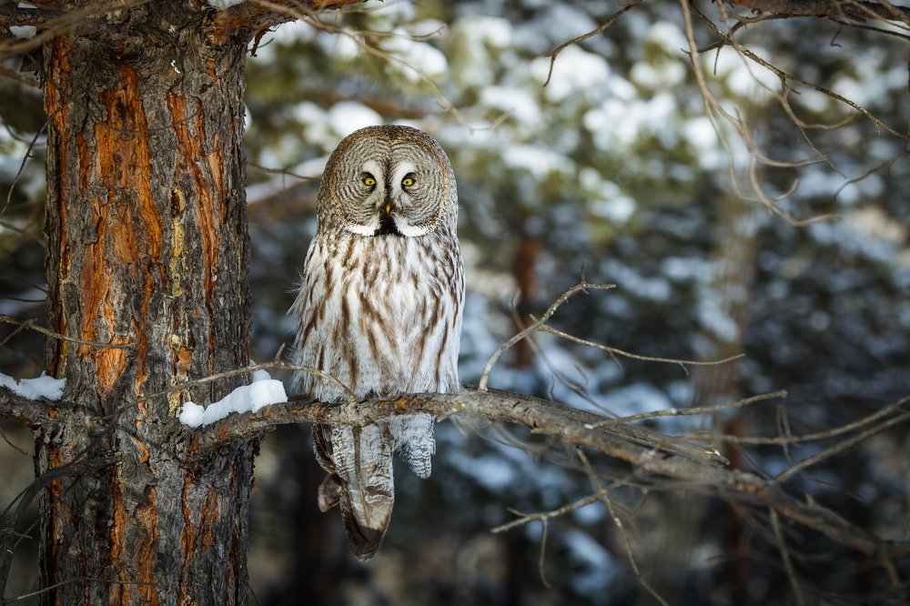Great grey owl...