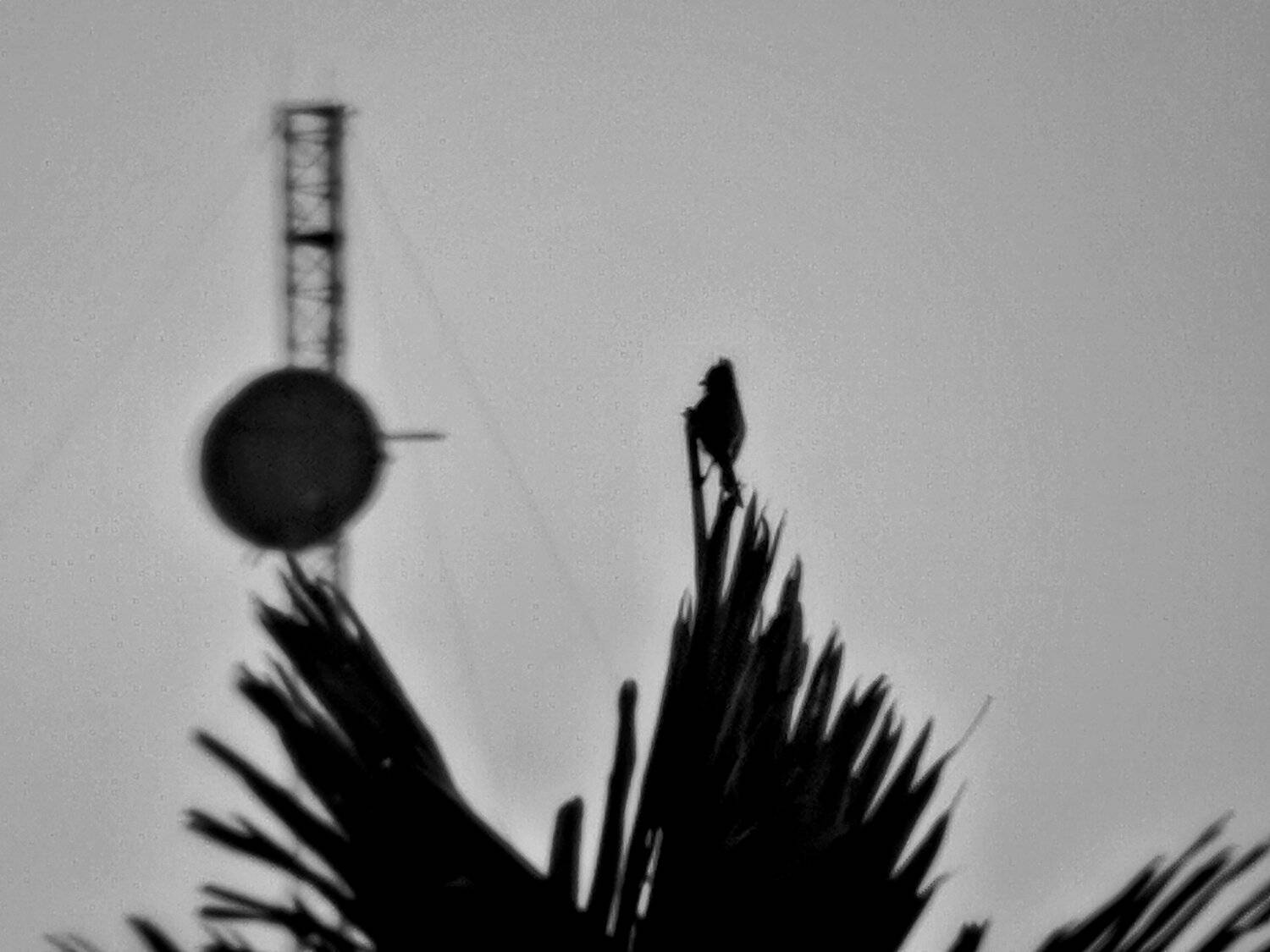 Alone again naturally