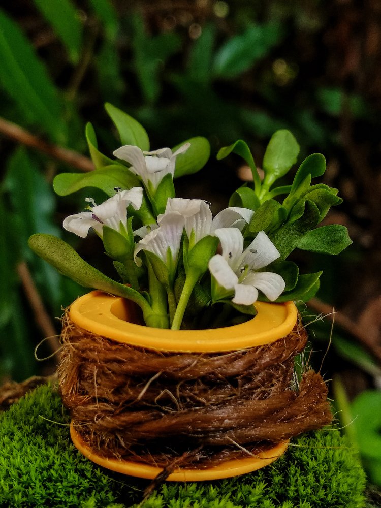 Photograph by Abhijit Roy