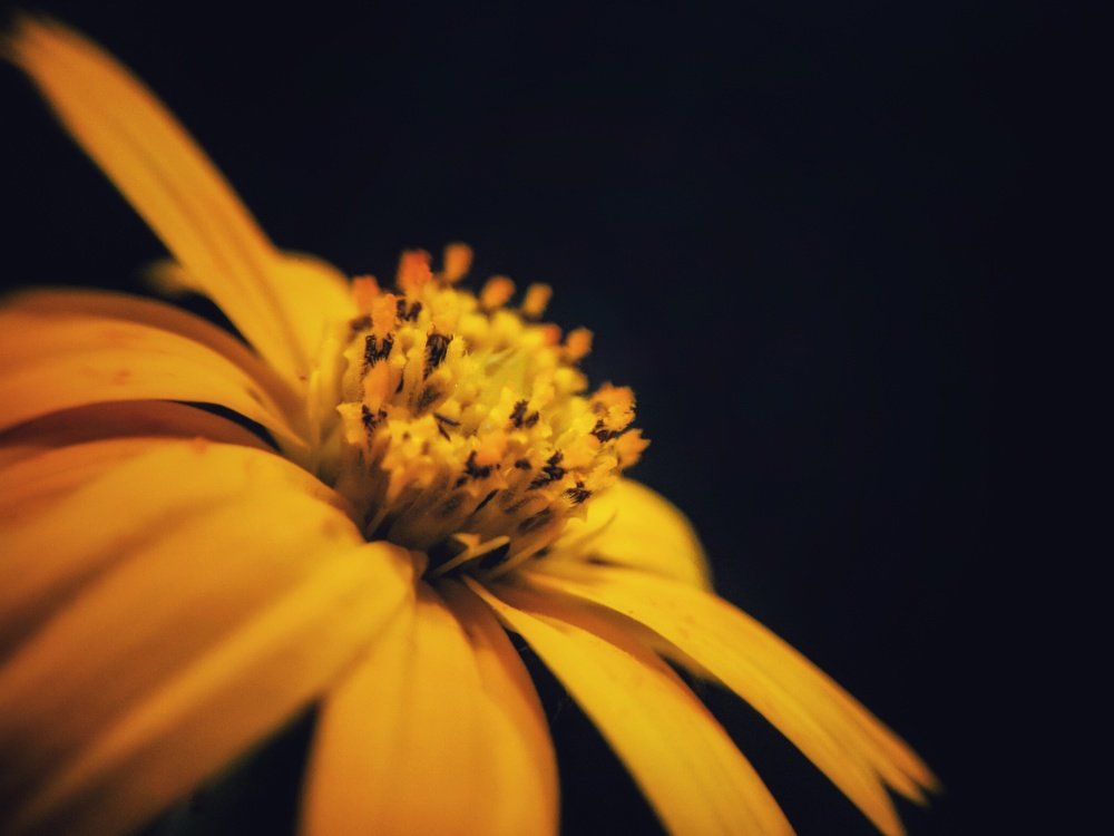 Heart of the flower