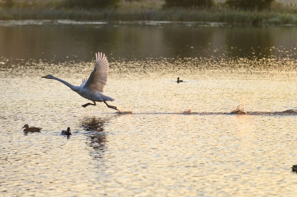 Photograph by Roman Dmitriev